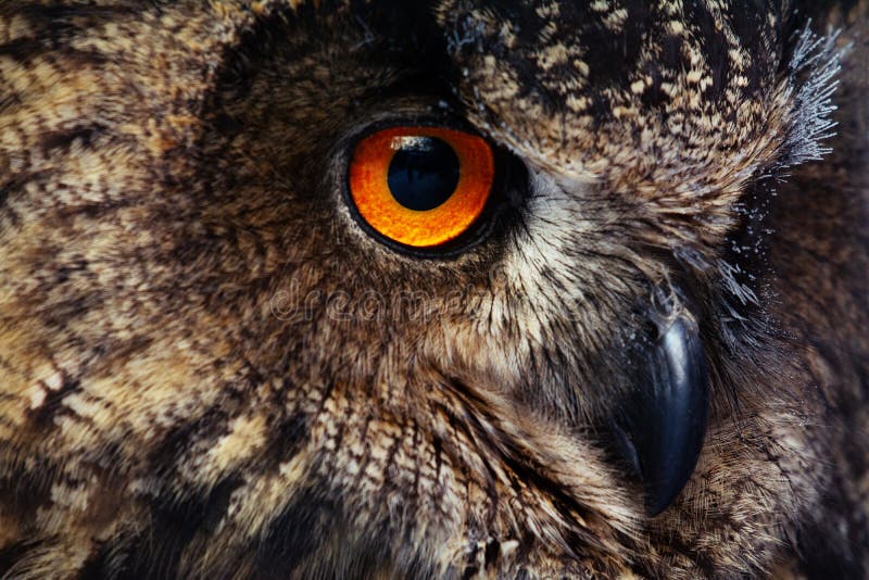 Owls Portrait. Owl eyes. - Image