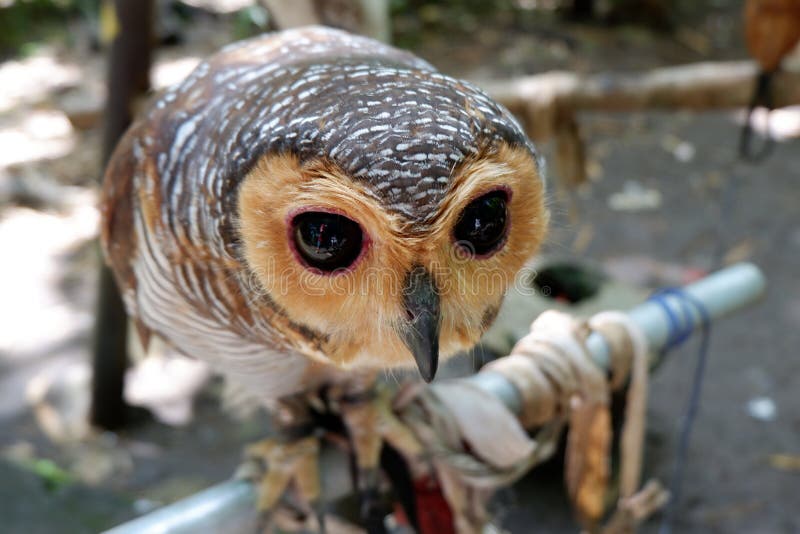 owls are rare with beautiful eyes that live in the wild stock images owls are rare with beautiful eyes that live in the wild stock images