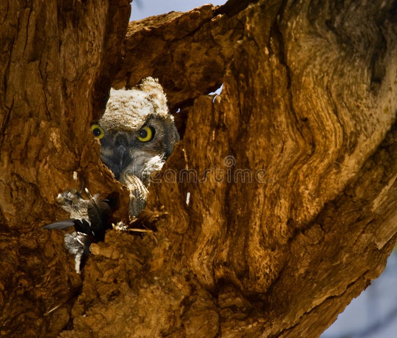 owlstirrande royaltyfri foto owlstirrande royaltyfri foto
