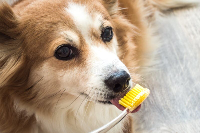 Owner Himself Brushes the Dog`s Teeth with a Toothbrush at Home Stock