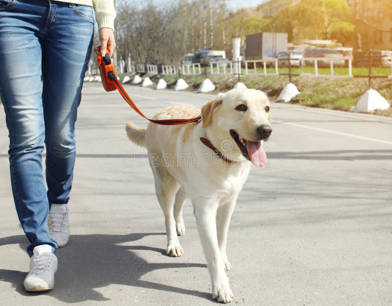 El propietario a el perro en la ciudad.