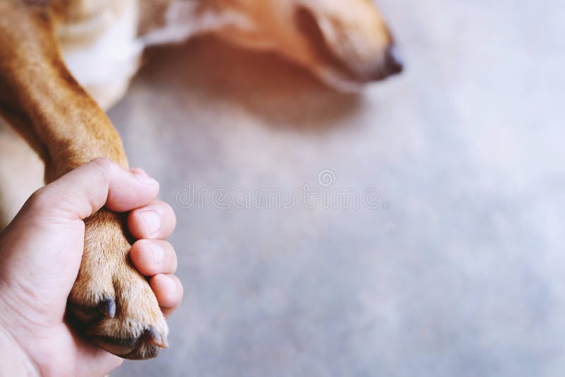 Owner petting his dog, Hands holding paws dog are taking shake hand greet together. stock images Owner petting his dog, Hands holding paws dog are taking shake hand greet together. stock images