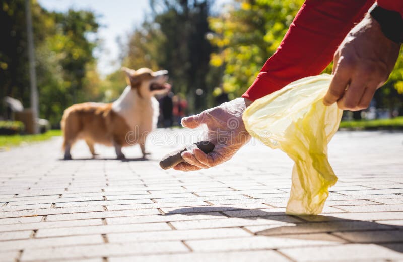 The Owner Picking Up the Poops after Dog with Plastic Bag Stock Photo