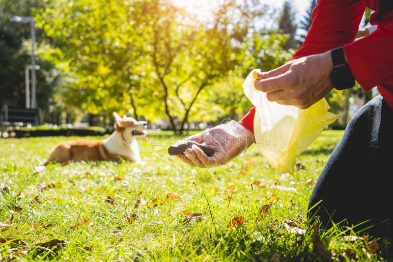 The Owner Picking Up the Poops after Dog with Plastic Bag Stock Photo
