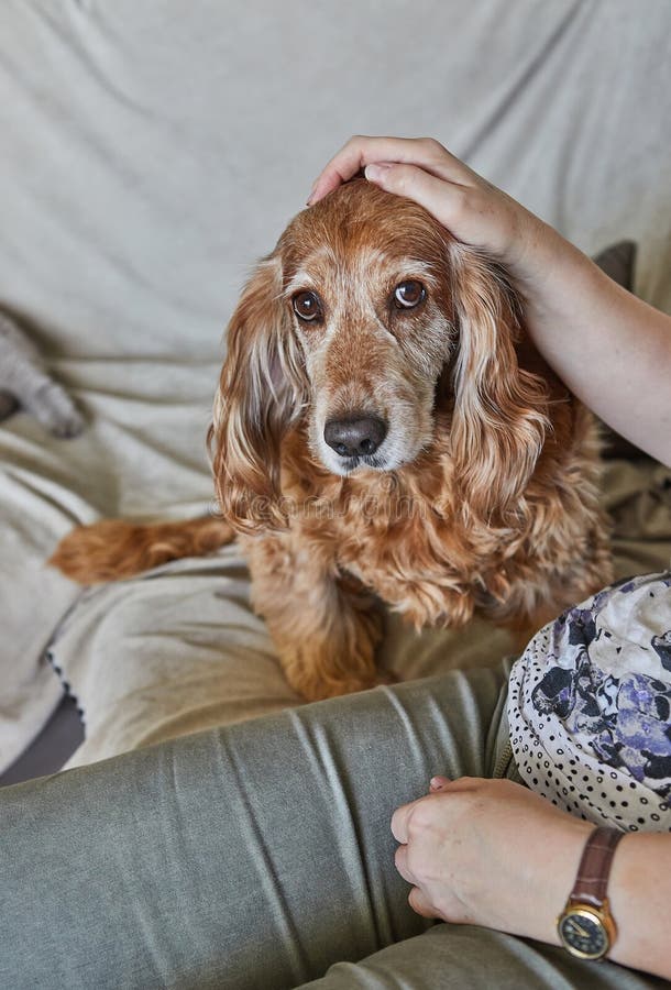 Owner is stroking red cocker spaniel lying on the sofa at home royalty free stock photos