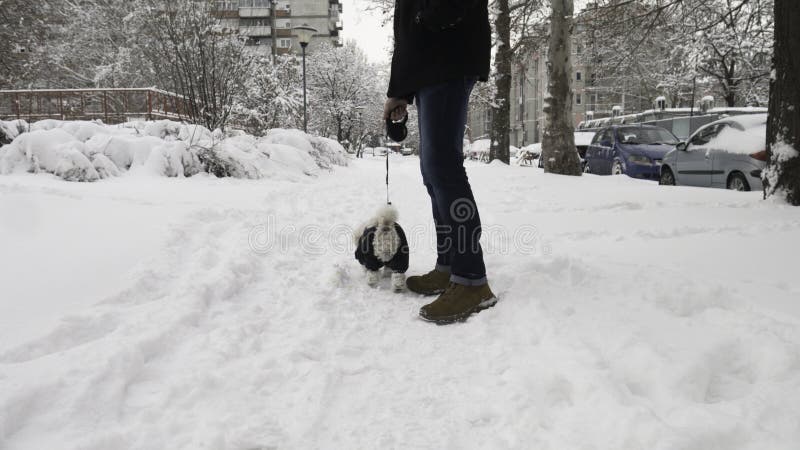 dog walking in snow boots