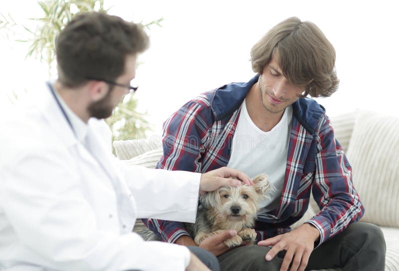 Veterinarian conducts an examination of the Yorkshire terrier. Owner with a Yorkshire terrier in the office of a veterinarian stock image