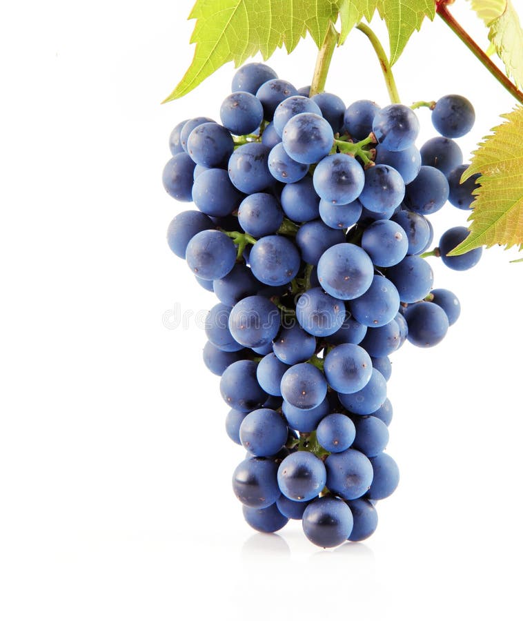 Owoc błękitny winogrono odizolowywał liść biały
