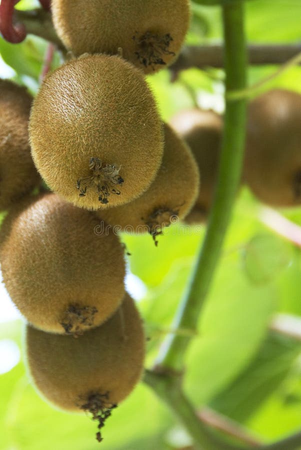 owoc kiwi zdjęcia stock owoc kiwi zdjęcia stock