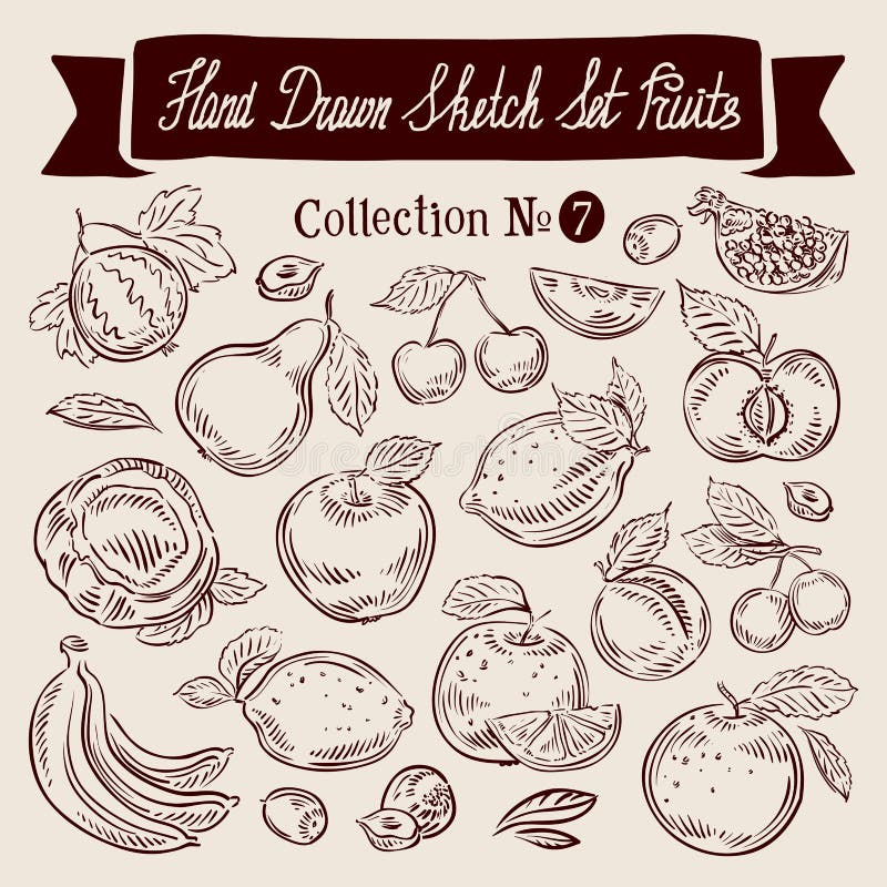 Hand-drawn collection of fruit. sketch. vector illustration. Hand-drawn collection of fruit. sketch. vector illustration