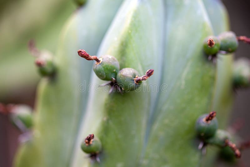 Owoce brodawkowatego kaktusa myrtillocactus geometrizans obrazy royalty free