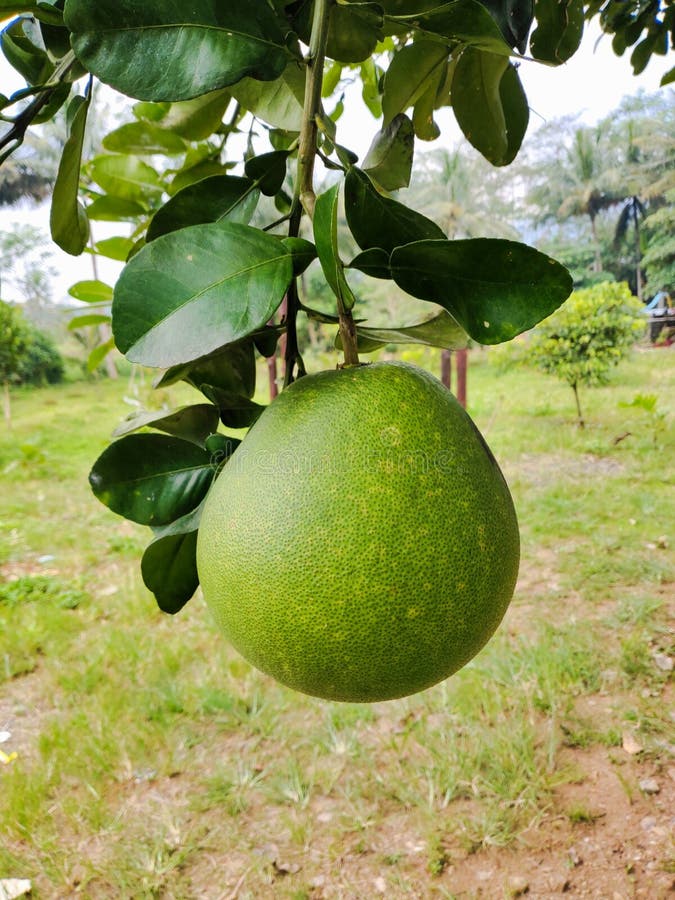 Owoce cytrusowe na drzewie. W języku indonezyjskim nazywa się zwykle pomarańcza balijska zdjęcie stock