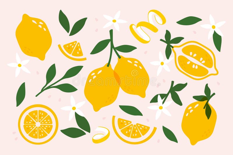 Owoce cytrynowe. Świeże cytrusy z liśćmi dojrzałymi cytrynami w całości i kawałkami abstrakcyjnego owocu cytrynowego ze skórką liś ilustracja wektor