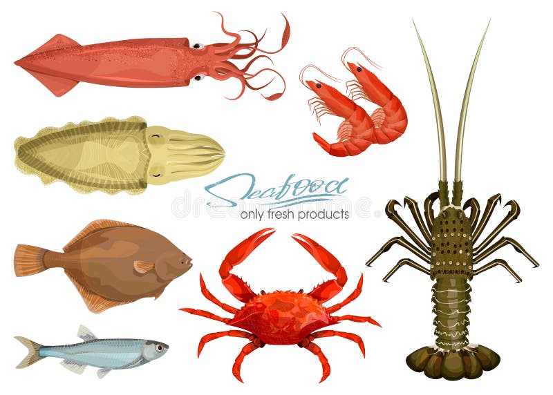 Owoce morza w kreskówka stylu ikony ściągania ilustracj wizerunek przygotowywający wektor Ustawia kałamarnicy, cuttlefish, krab