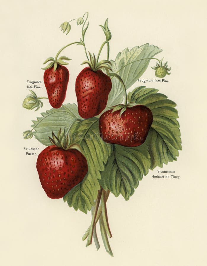The fruit grower`s guide : Vintage illustration of strawberries. The fruit grower`s guide : Vintage illustration of strawberries.