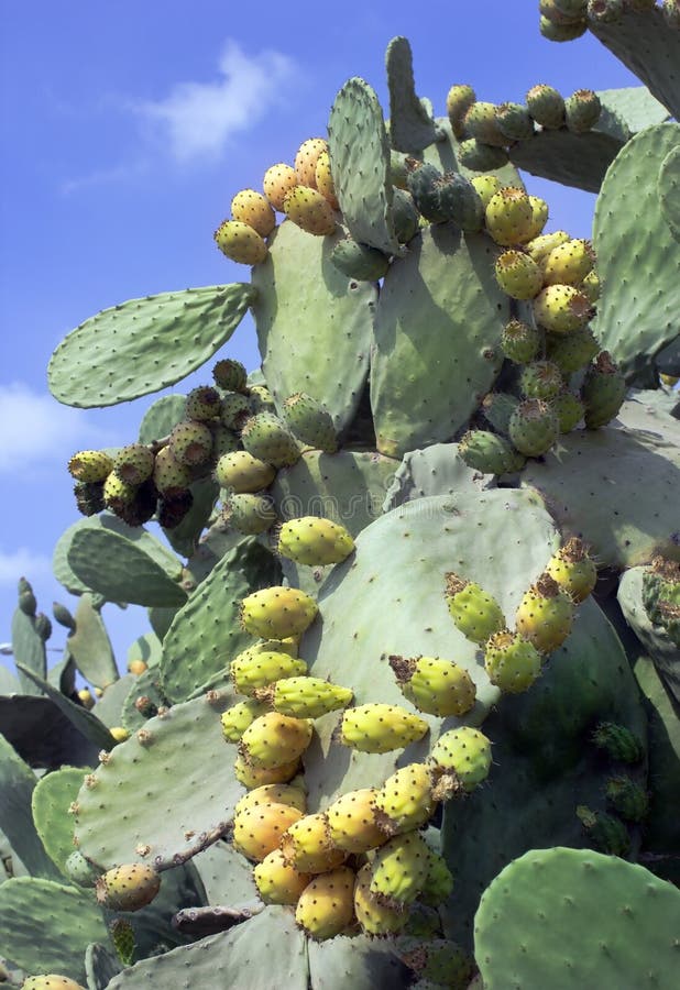 Owocowy kaktusowy Opuntia