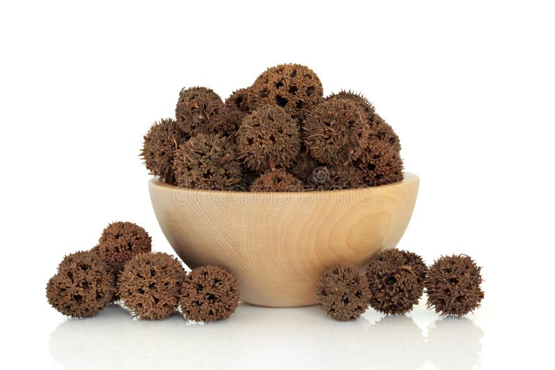 owocowy sweetgum zdjęcia stock owocowy sweetgum zdjęcia stock