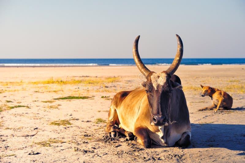 Zebu (Indian Humped Ox) is Laying on the Beach Stock Photo Image of