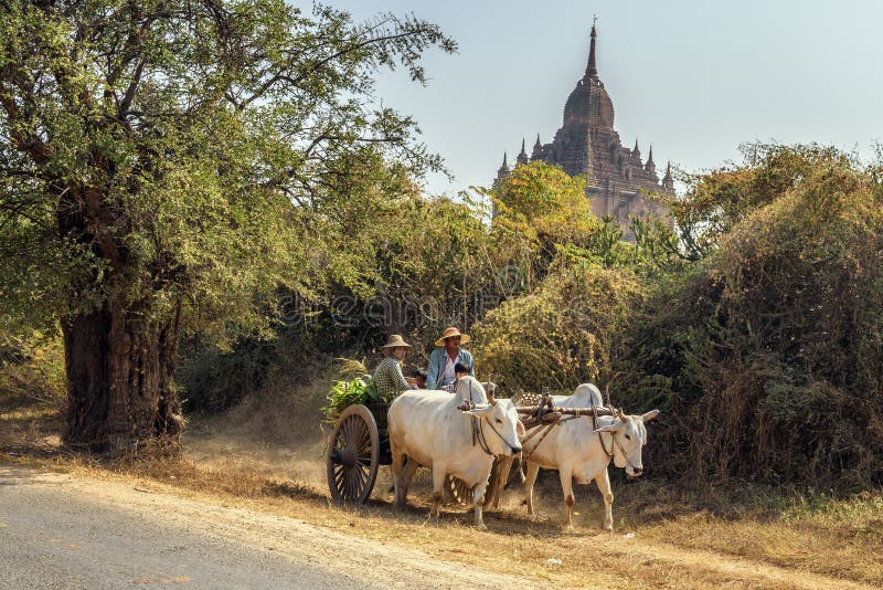 Ox cart carrying burmese family on dusty road in Bagan, Myanmar stock images Ox cart carrying burmese family on dusty road in Bagan, Myanmar stock images