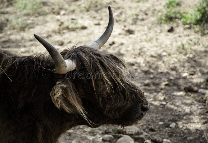 Ox in a farm stock photo. Image of pasture, mammal, animal - 129963710