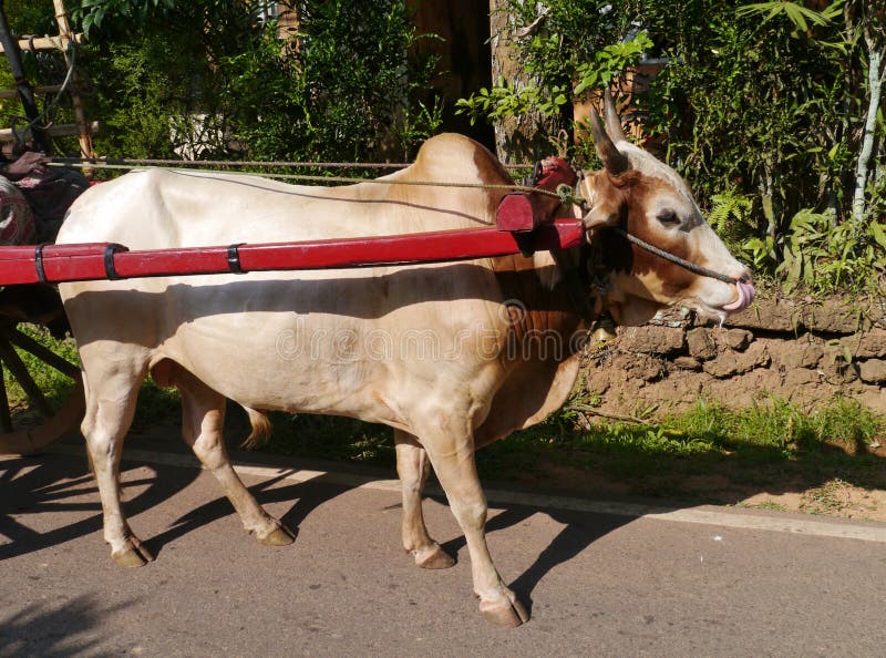 An Ox Pulling A Cart In Sri Lanka Stock Image Image 38609013