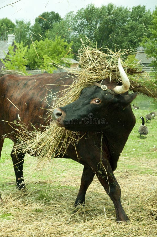 Ox tossing the hay stock photo. Image of grass, oxen 15449728