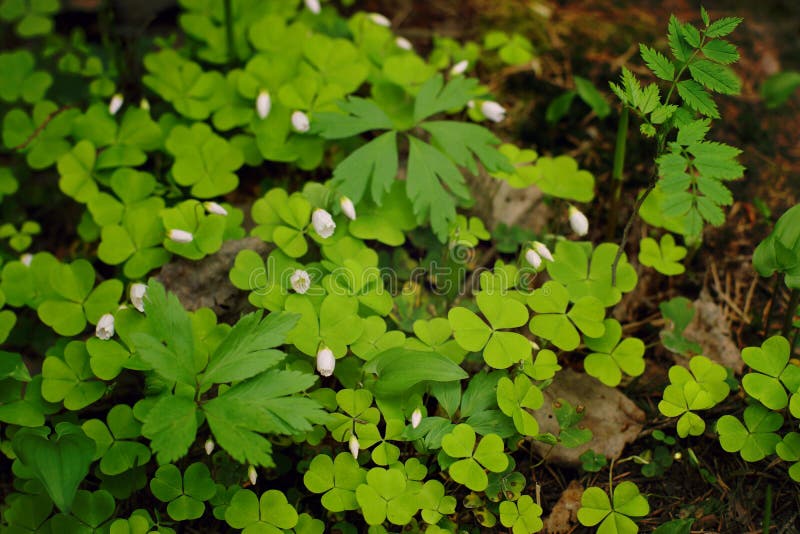 Oxalide blanche petite oseille avec l'horticulture blanche dans la forêt au printemps photographie stock Oxalide blanche petite oseille avec l'horticulture blanche dans la forêt au printemps photographie stock