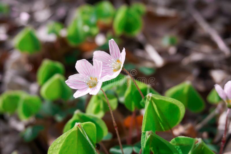 Oxalis Acetosella Common Wood Sorrel White Flowers Stock Image Image Of Natural Botany Oxalis Acetosella Common Wood Sorrel White Flowers Stock Image Image Of Natural Botany