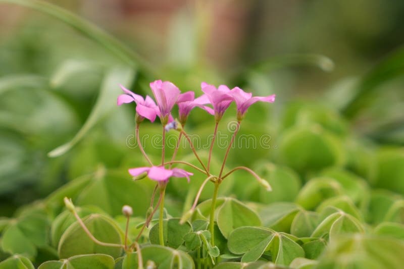 Oxalis articula delicadas flores rosadas en un fondo borroso imágenes de archivo libres de regalías