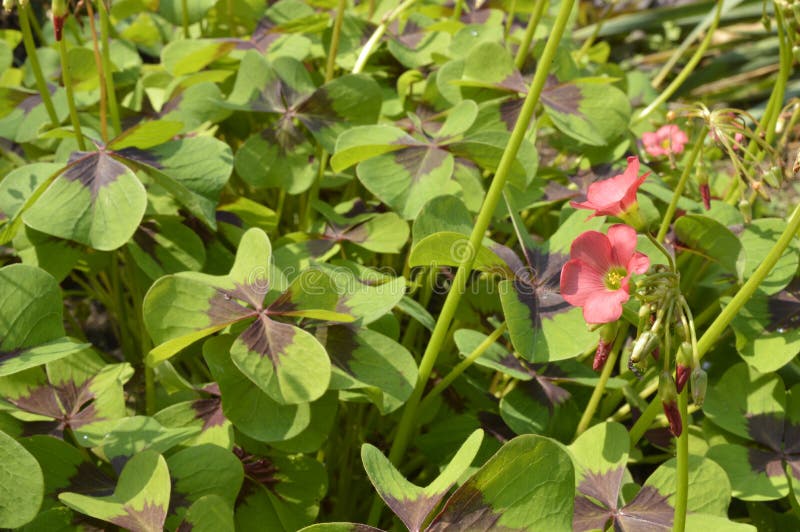 Oxalis Iron Cross stock image. Image of clover, plant 75023985