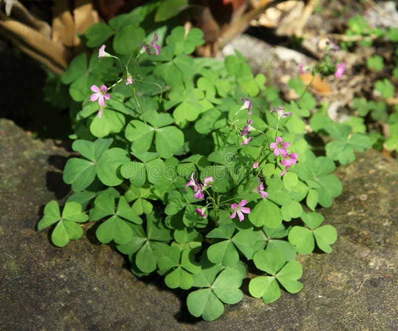 3 919 Oxalis Photos Free Royalty Free Stock Photos From Dreamstime 3 919 Oxalis Photos Free Royalty Free Stock Photos From Dreamstime