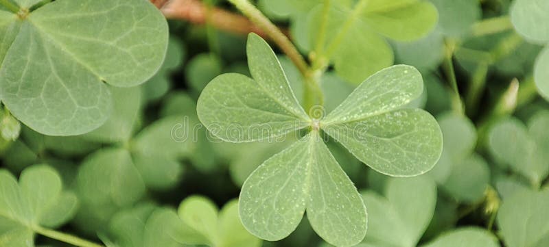 Oxalis stricta common yellow woodsorrel royalty free stock photos