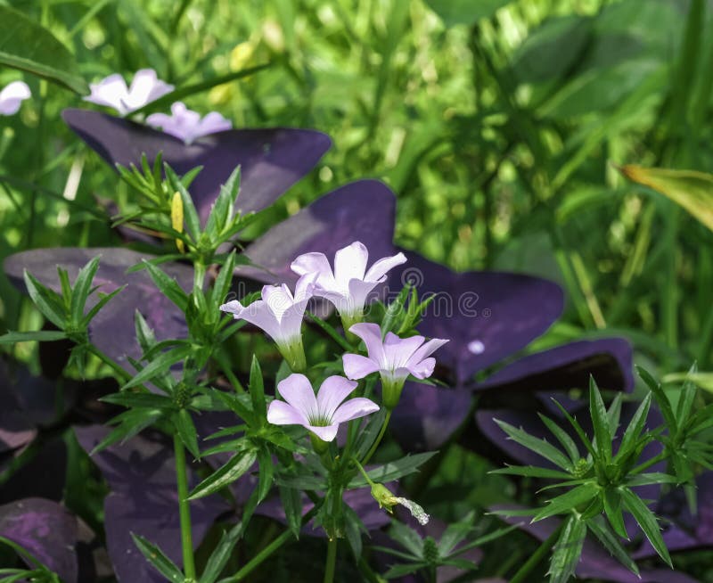 Oxalis Triangularis Fleurs Violettes Fraîches Et Feuilles En Forme De  Papillon. Belle Plante En Nature Dans Le Jardin Botanique Me Image stock -  Image du extérieur, lame: 176417235