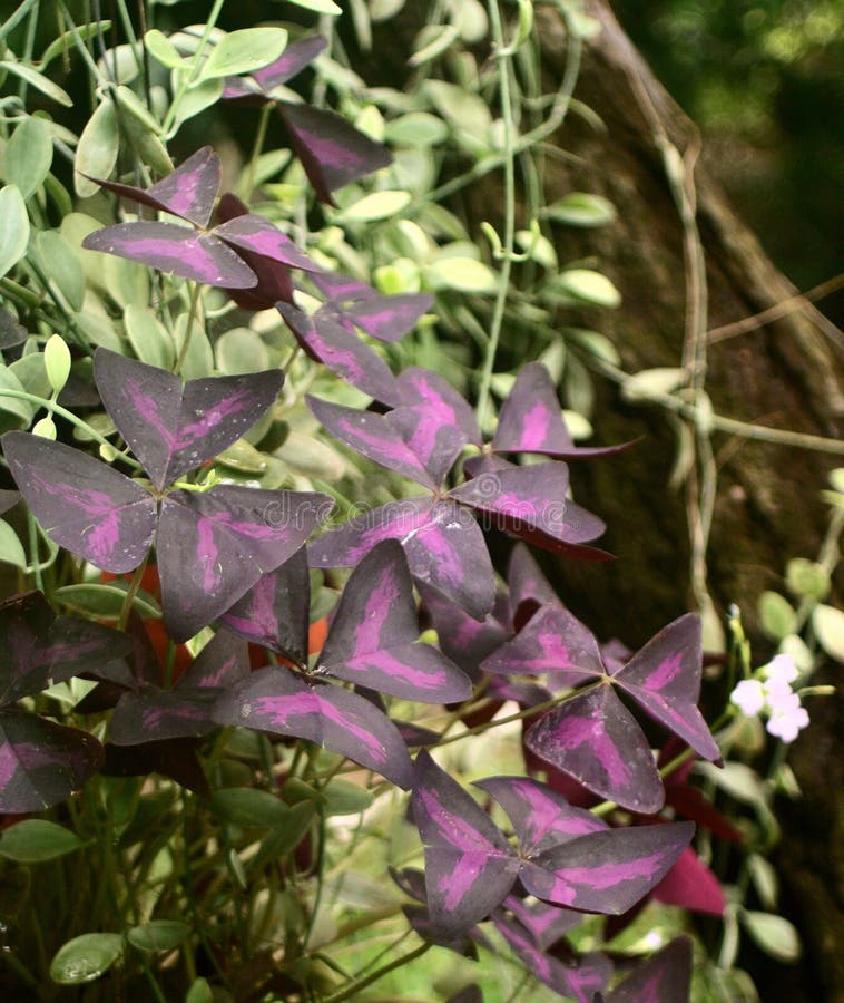 Oxalis triangularis : 1 788 images, photos de stock, objets 3D et images  vectorielles