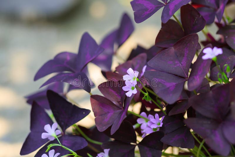 Flower Oxalis triangularis (Purple shamrock, Indian park )