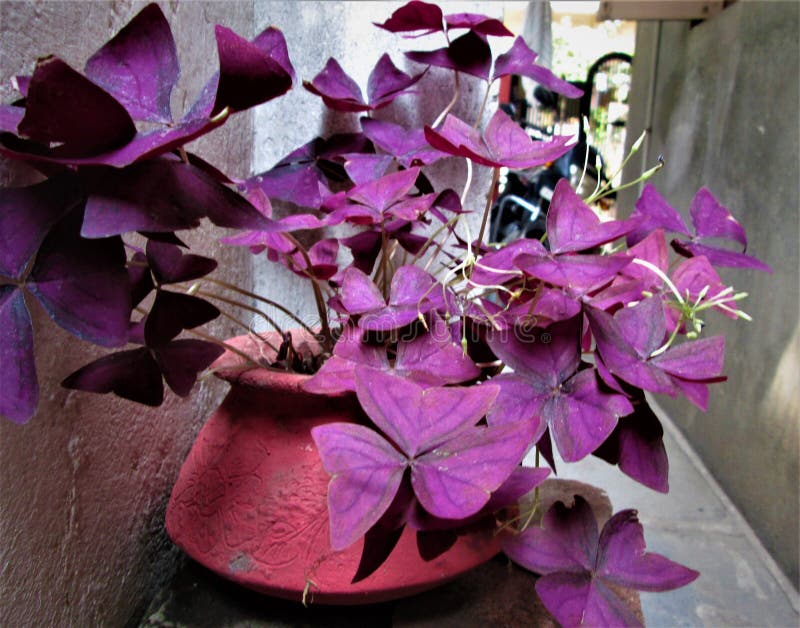 Oxalis Triangularis Une Reine Violette Image stock - Image du automne,  bouquet: 213957125