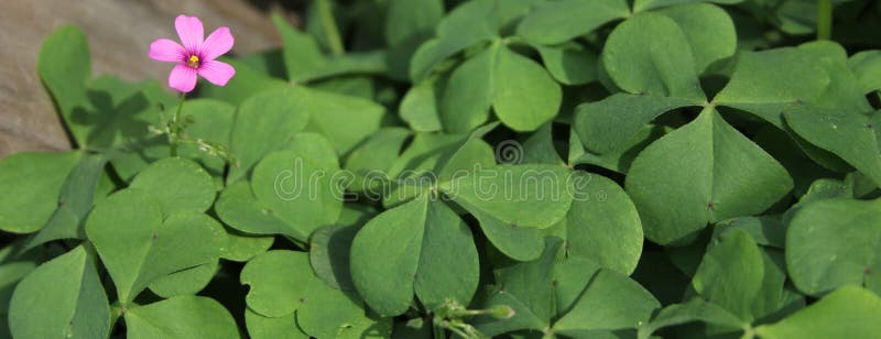 3 919 Oxalis Photos Free Royalty Free Stock Photos From Dreamstime 3 919 Oxalis Photos Free Royalty Free Stock Photos From Dreamstime