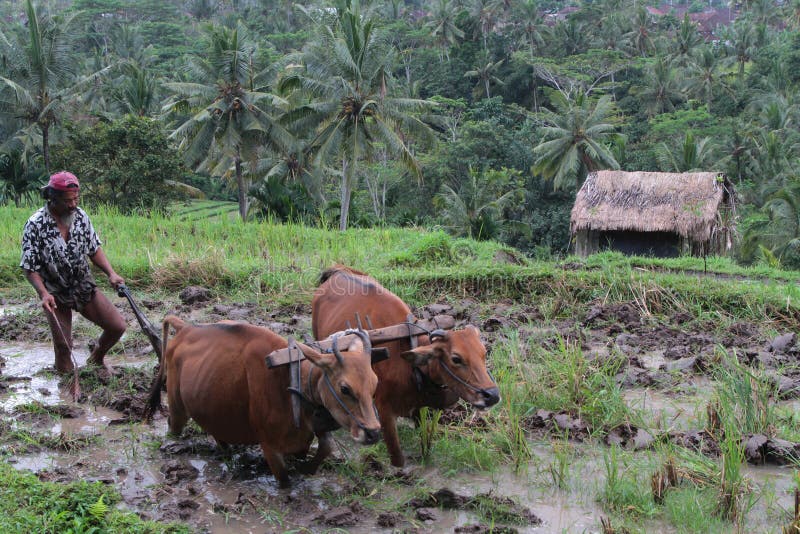 Oxen Harness stock image Image of harness animals hanging 1237025 Oxen Harness stock image Image of harness animals hanging 1237025
