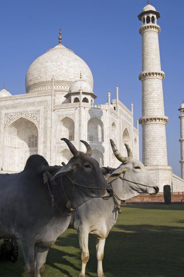 Oxen At The Taj Mahal