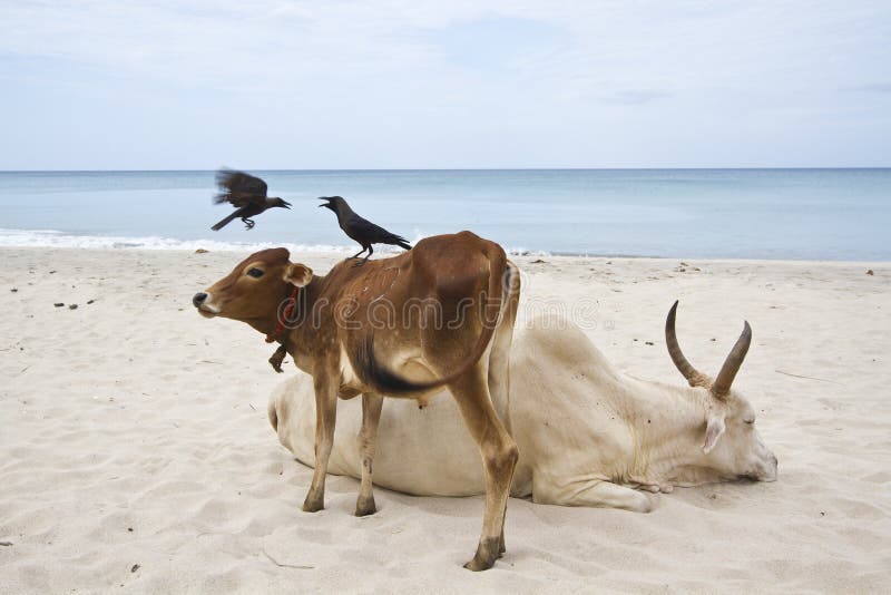 Oxes and crows in Uppuveli beach, Sri Lanka