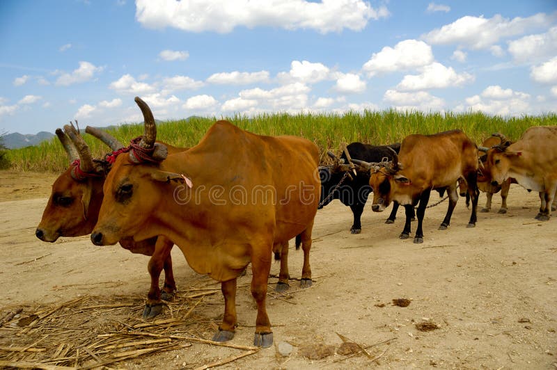 Oxes in sugar cane field.