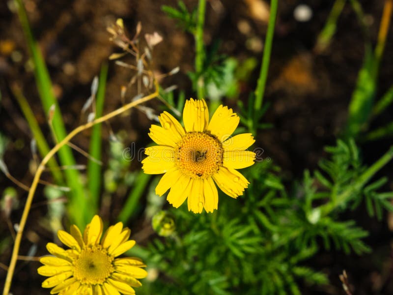 Oxeye chamomile, Golden marguerite or Cota tinctoria flower macro with bokeh background, selective focus, shallow DOF royalty free stock photos Oxeye chamomile, Golden marguerite or Cota tinctoria flower macro with bokeh background, selective focus, shallow DOF royalty free stock photos