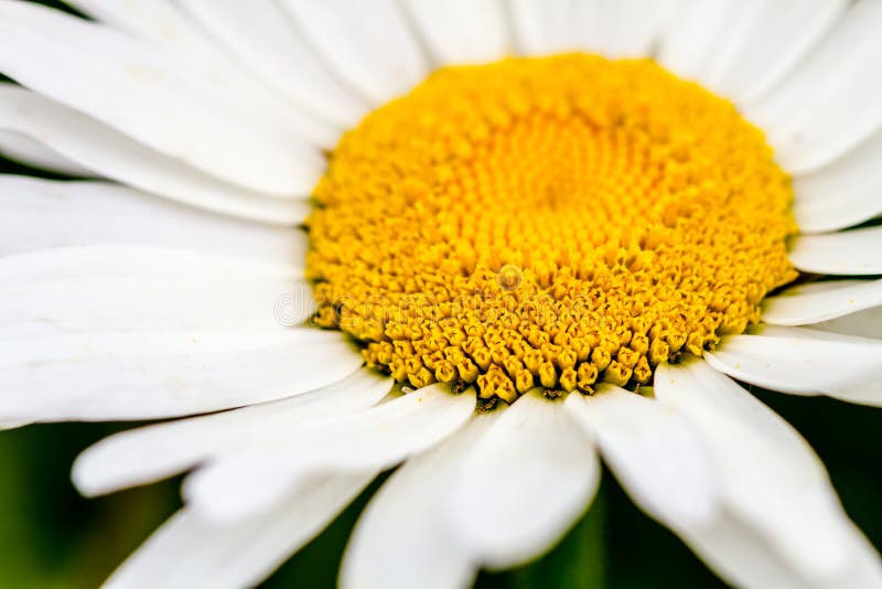 Oxeye Daisies Growing in Meadow Stock Photo Image of close, field