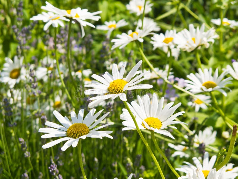 Oxeye daisy stock photo. Image of oxeye, flowering, summertime 25620144