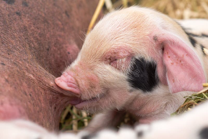 Four day old domestic pigs outdoors, with black spots on pink skin.