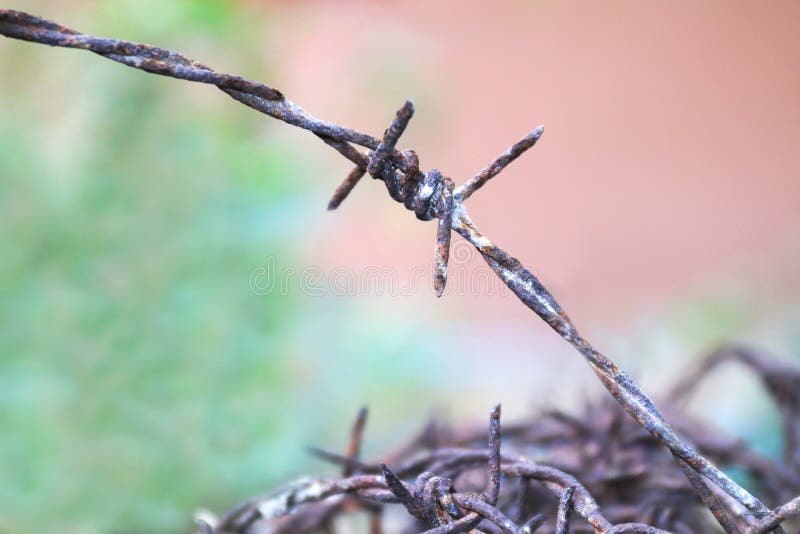 Velho Da Oxidação Do Arame Farpado Isolado No Fundo Vermelho