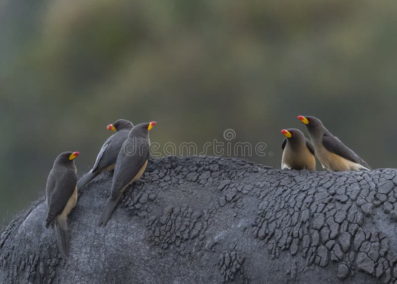 Oxpecker affiché par jaune photos stock Oxpecker affiché par jaune photos stock