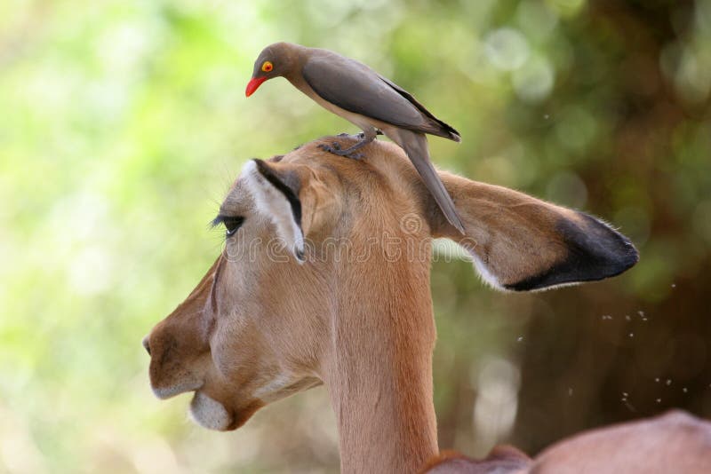 Oxpecker on Impala