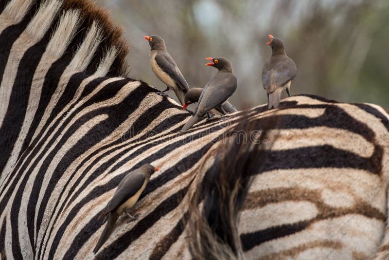 Bird Ride Zebra Stock Photos Download 24 Royalty Free Photos