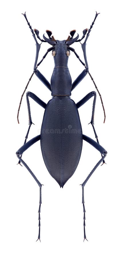 Babaianus Dos Blaptoides De Carabus Do Besouro Imagem de Stock